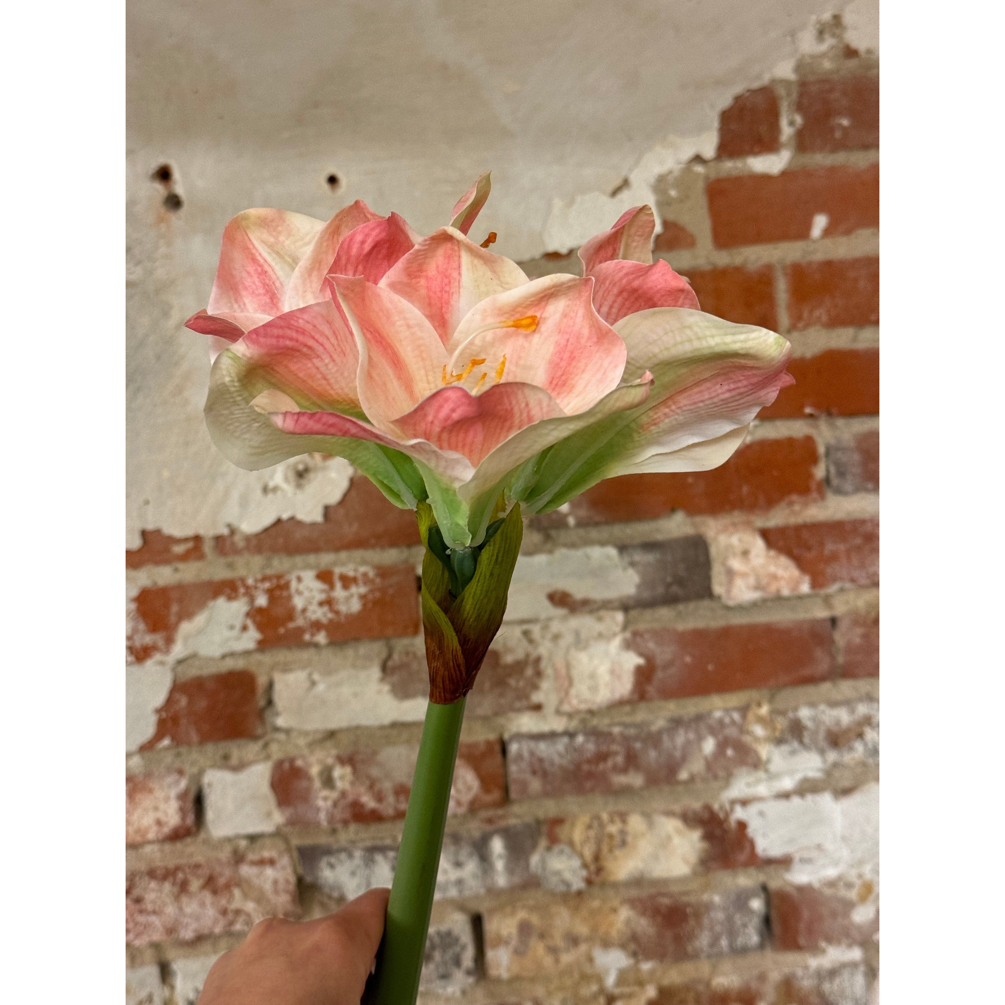 Lyserød Amaryllis