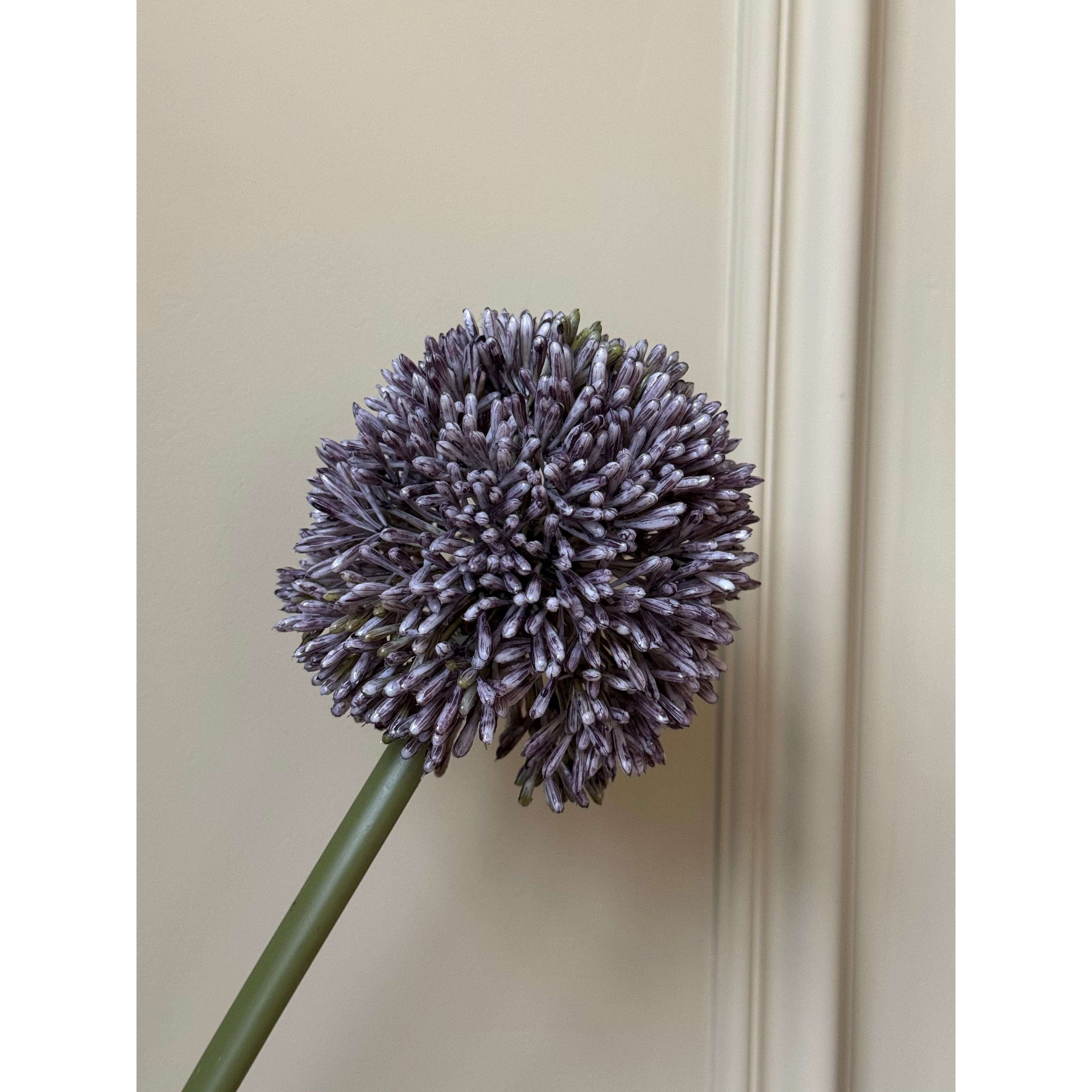 Purple Allium