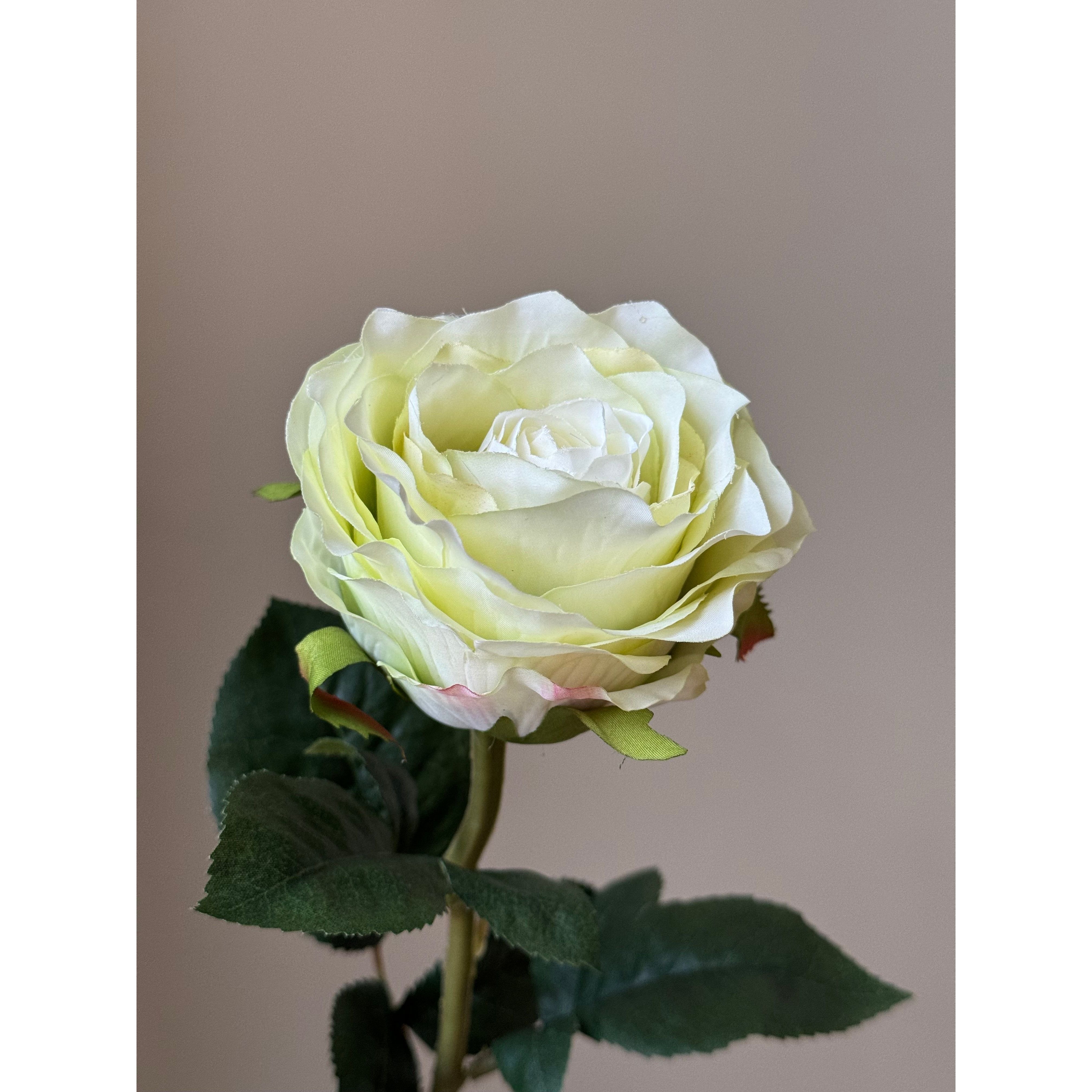 Grøn Rose