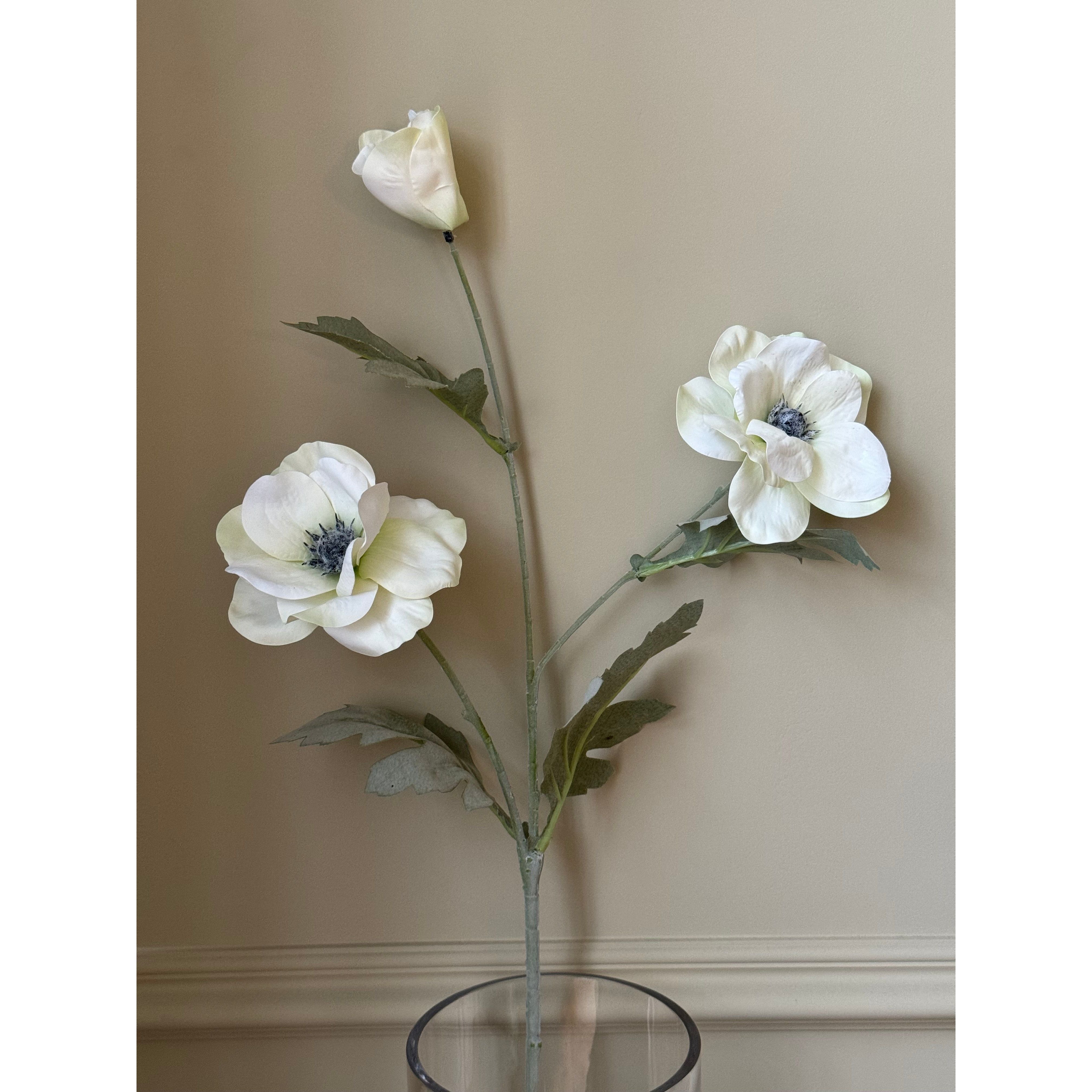 White Poppy