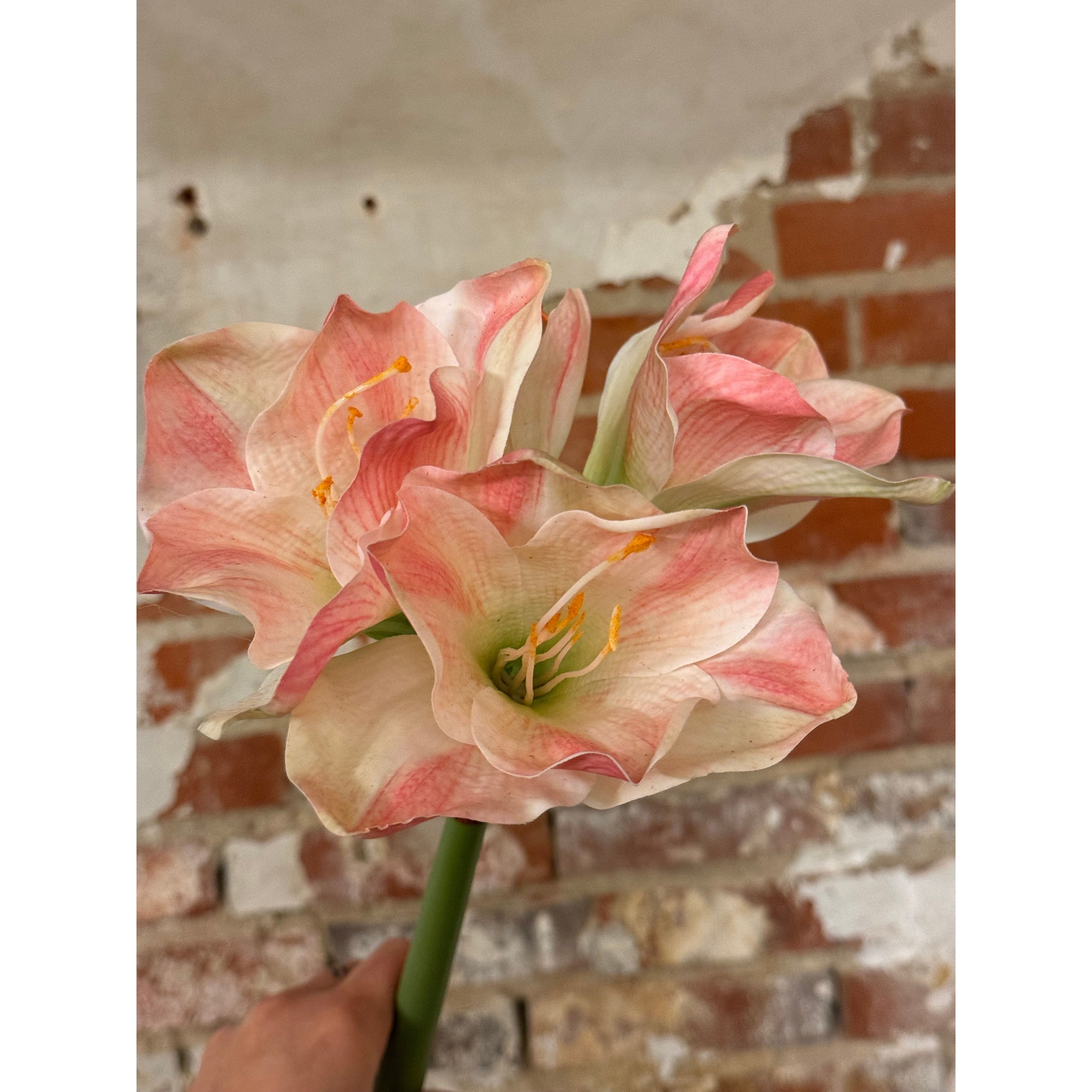 Lyserød Amaryllis