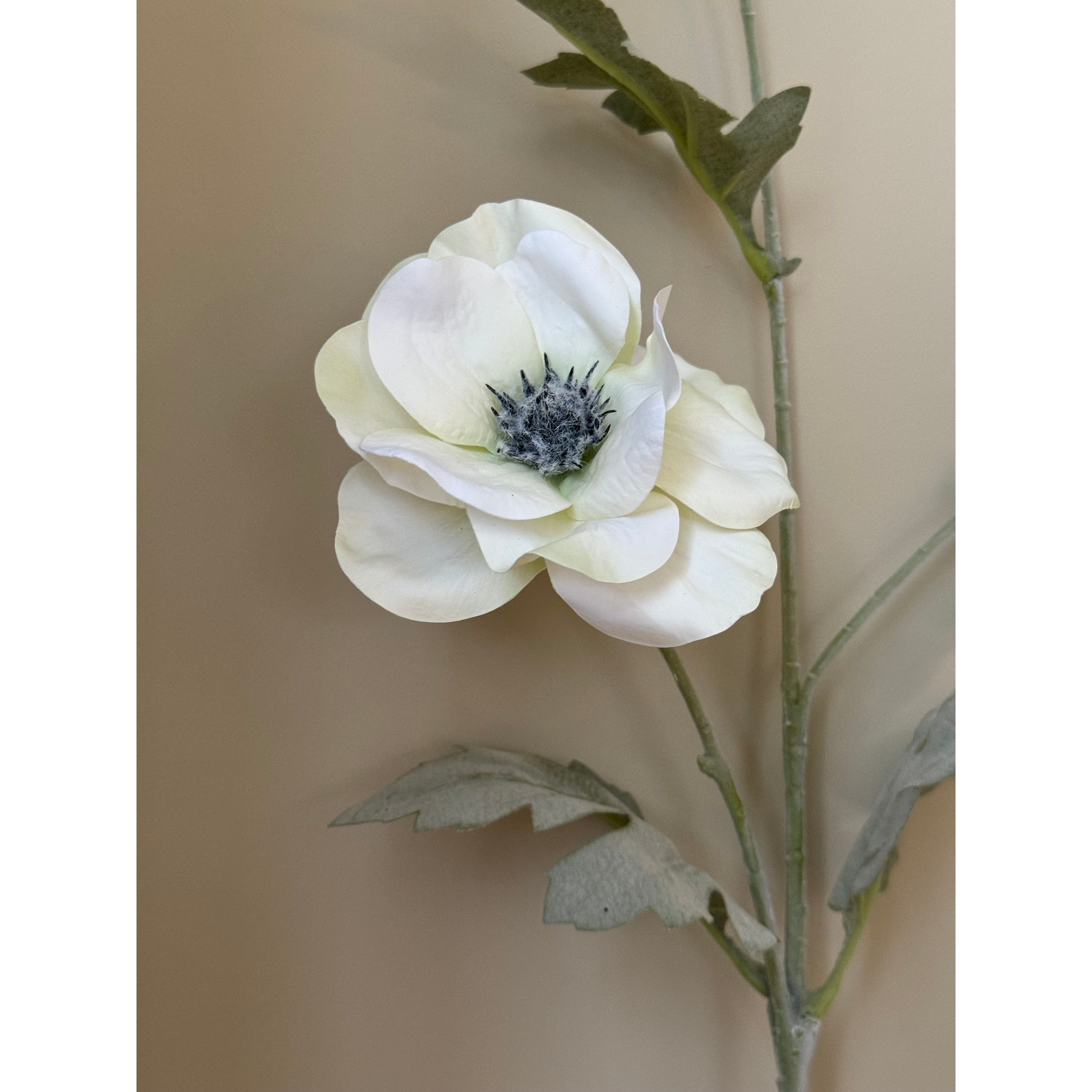 White Poppy