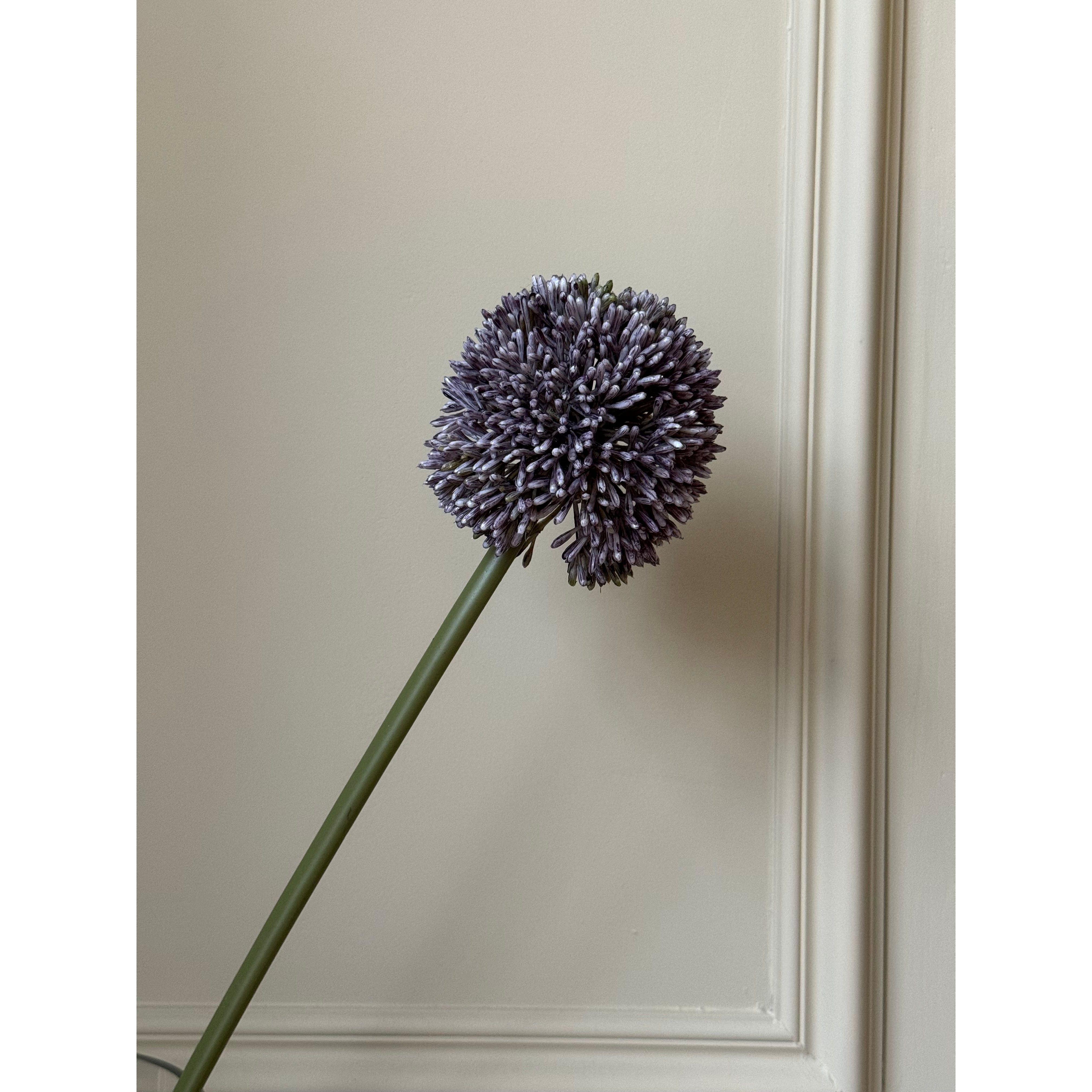 Purple Allium