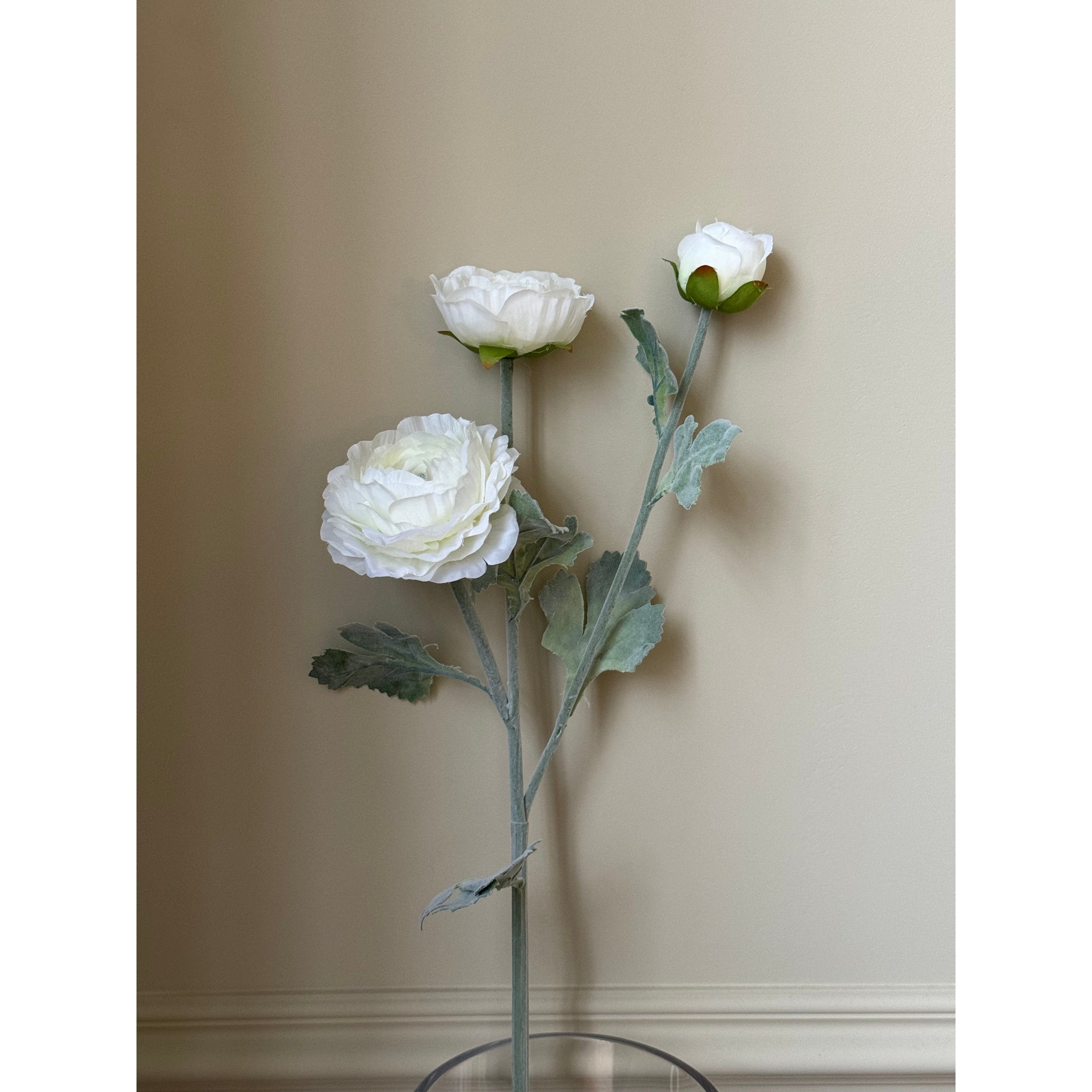 White Ranunculus