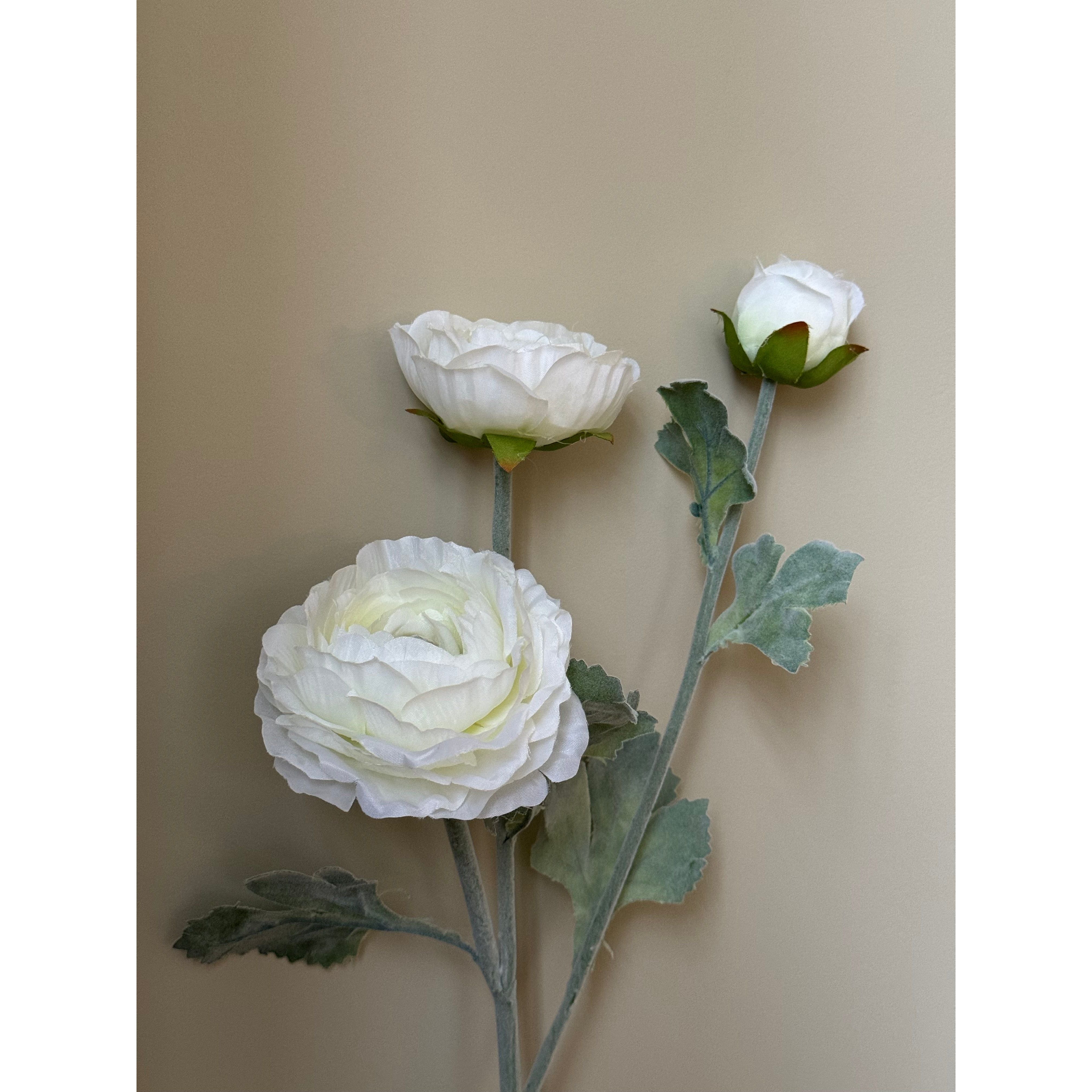 White Ranunculus
