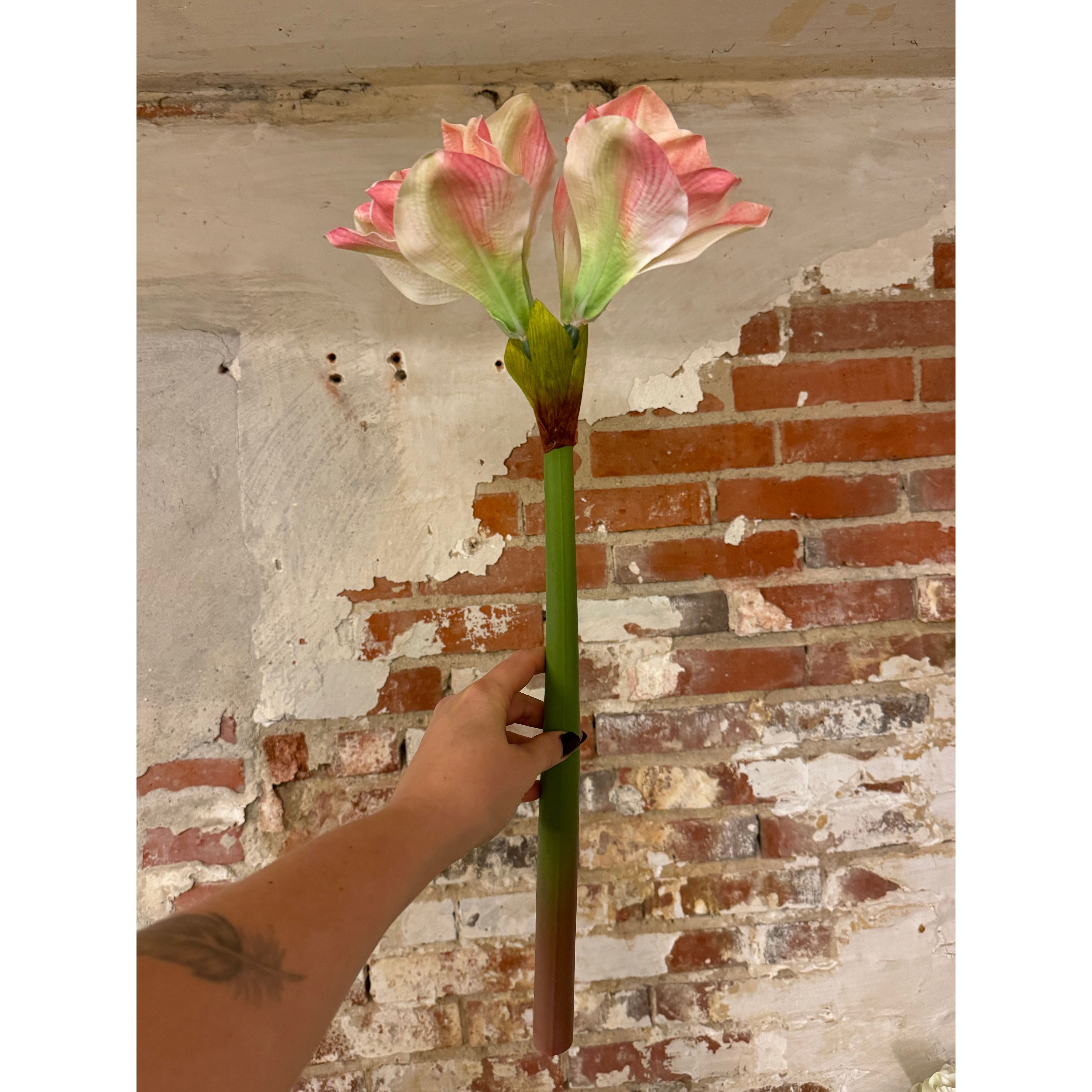 Lyserød Amaryllis