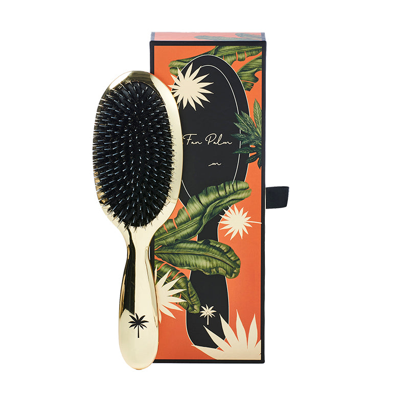 Fan Palm - Hollywood - Medium