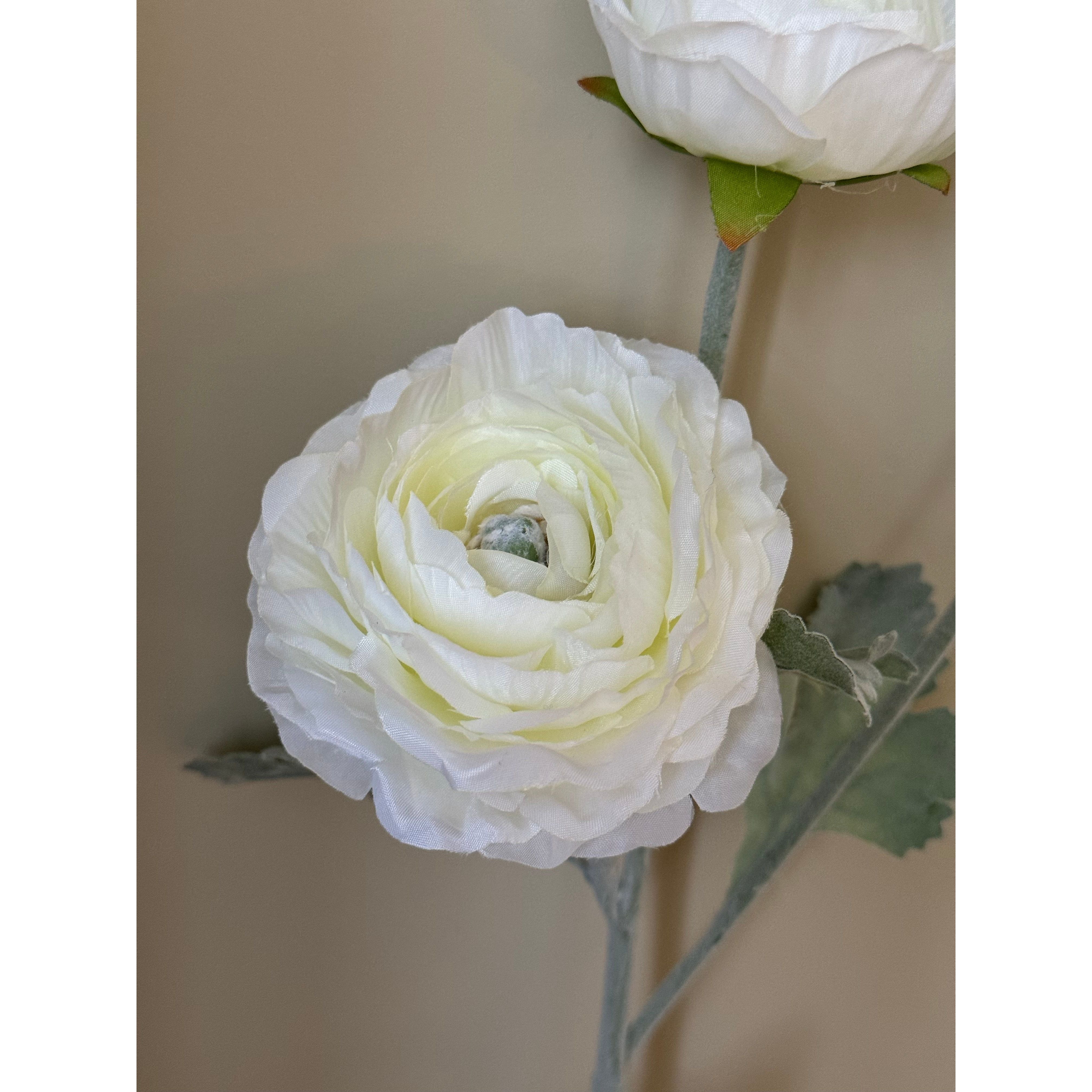 White Ranunculus